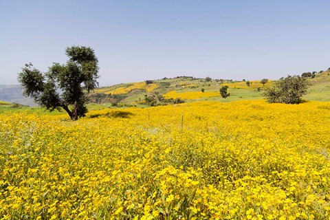 Framed Flower Field, Niger seed, Semien Mountains, Ethiopia Print