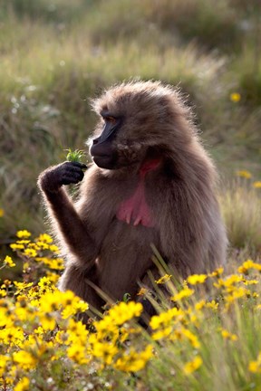 Framed Gelada Baboon primate, Ethiopia Print