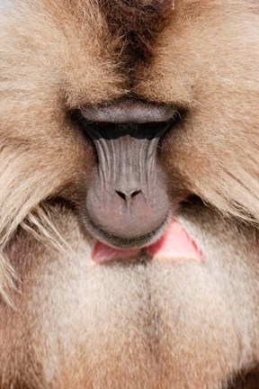 Framed Close up of Gelada Baboon, Ethiopia Print