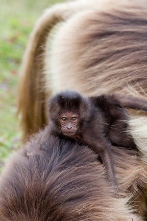 Framed Baby Gelada Baboon primate, Ethiopia Print