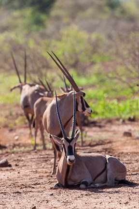 Framed Gemsbok Herd in Tsavo West NP. Kenya, Africa Print