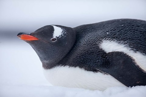 Framed Gentoo Penguin resting in snow on Deception Island, Antarctica. Print