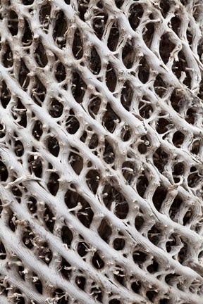 Framed Lattice pattern in Giant Loebelia, Bale Mountains, Ethiopia Print