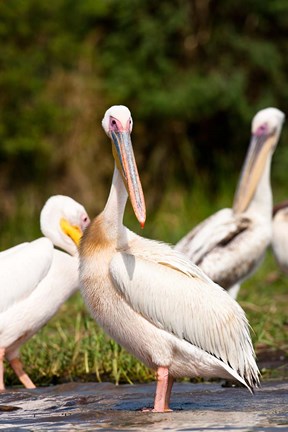 Framed Great White Pelican, Lake Chamo, Nechisar National Park, Arba Minch, Ethiopia Print