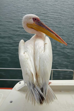 Framed Great White Pelican, Walvis Bay, Namibia, Africa. Print