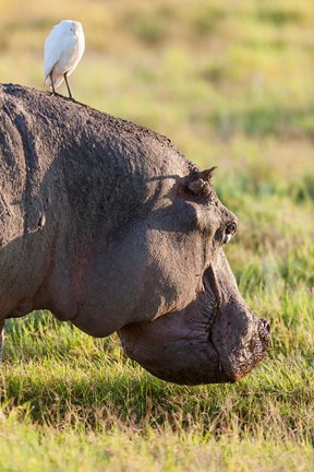 Framed Hippopotamus grazing, Amboseli National Park, Kenya Print