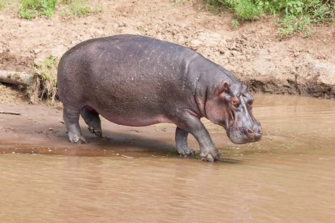 Framed Hippopotamus pod relaxing, Mara River, Maasai Mara, Kenya, Africa Print