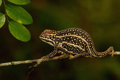 Framed Campan&#39;s chameleon lizard, Madagascar Print