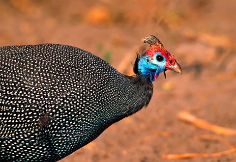 Framed Helmeted Guinea Fowl, Kenya Print