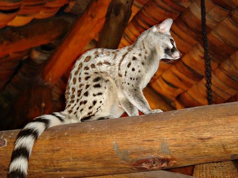 Framed Common Genet in the Ndutu Lodge, Tanzania Print