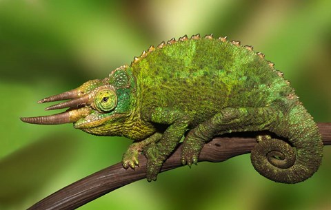 Framed Close-up of Jackson&#39;s Chameleon on limb, Kenya Print