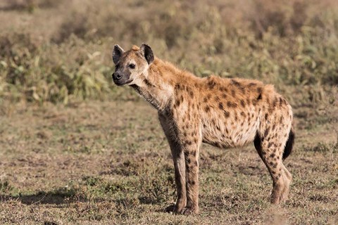 Framed Africa, Tanzania, Serengeti. Spotted hyena, Crocuta crocuta. Print