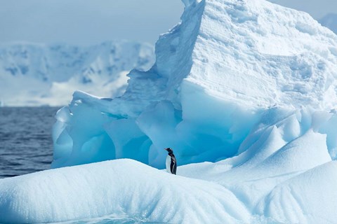 Framed Antarctica, Gentoo Penguin standing on iceberg near Enterprise Island. Print