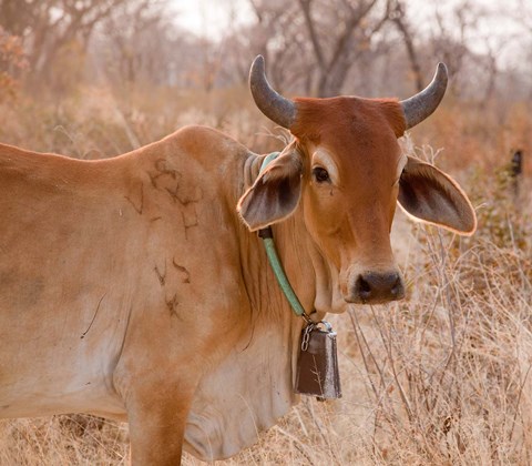 Framed Botswana, Tsodilo Hills, Farm animal, cow Print
