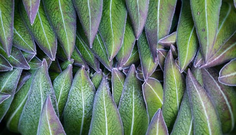 Framed Purple edged leaves of the Giant Lobelia rosette, Kenya Print