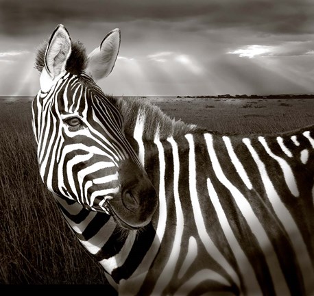 Framed Black &amp; White of Zebra and plain, Kenya Print