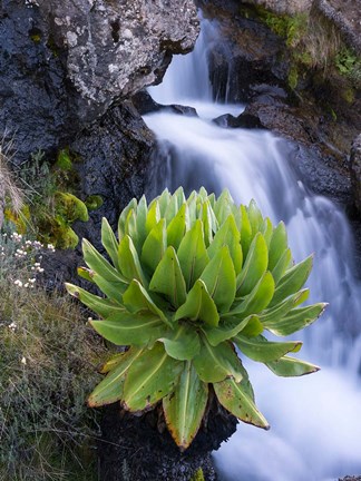 Framed Giant Groundsel by the falls in the Mount Kenya National Park, Kenya Print