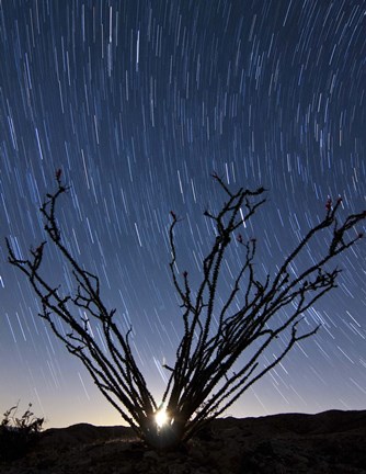 Framed setting moon is visible through the thorny branches on an ocotillo, California Print