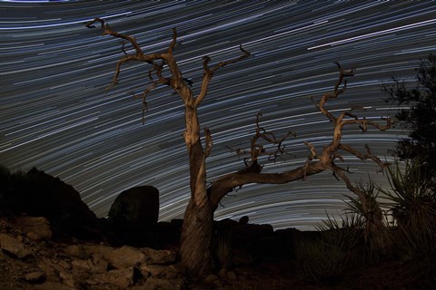 Framed dead Pinyon pine tree and star trails, Joshua Tree National Park, California Print