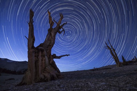 Framed Star trails above an ancient bristlecone pine tree, California Print