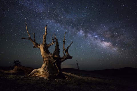 Framed Milky Way and a dead bristlecone pine tree in the White Mountains, California Print