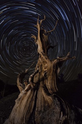 Framed Star trails above a bristlecone pine tree, California Print