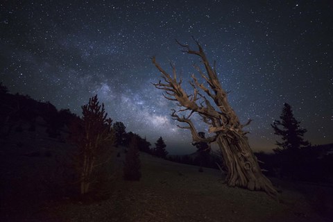 Framed large bristlecone pine in the Patriarch Grove bears witness to the rising Milky Way Print