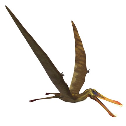 Framed Anhanguera, a genus of Pterosaur from the Cretaceous period Print