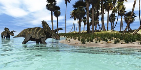 Framed Two Coahuilaceratops dinosaurs wade through tropical waters Print