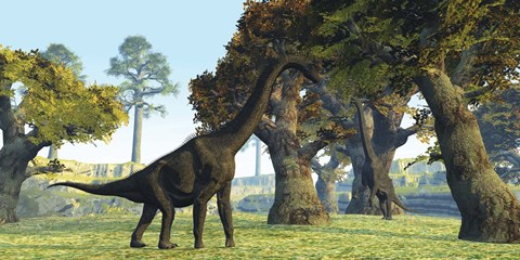 Framed Brachiosaurus dinosaurs walk among large trees in the prehistoric era Print