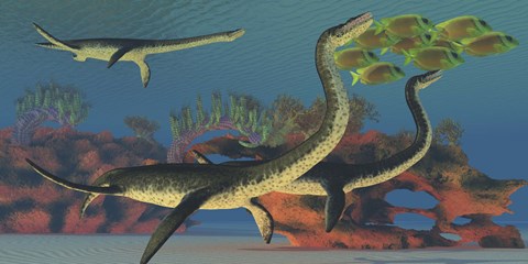 Framed Plesiosaurus dinosaurs chase a school of Lemonpeel Angelfish Print