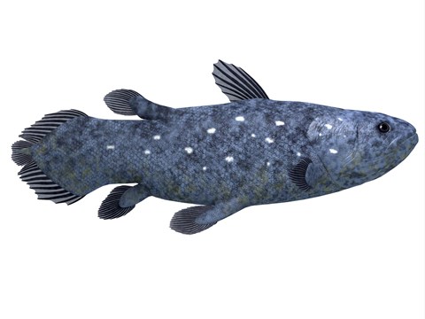 Framed Coelacanth fish against white background Print