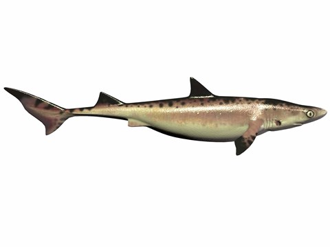 Framed Priohybodus, an extinct shark species from the Cretaceous Period Print