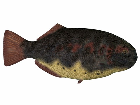 Framed Dapedius, an extinct species of primitive ray-finned fish Print