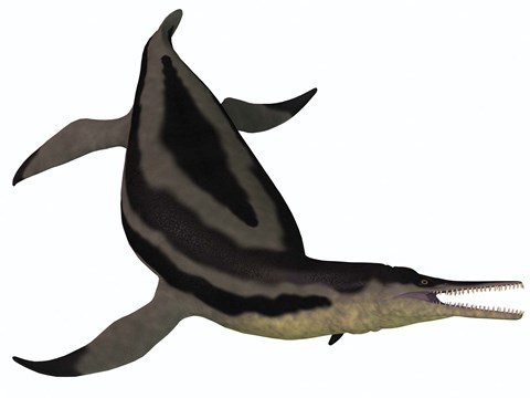 Framed Dolichorhynchops, an extinct genus of short-neck Plesiosaur Print