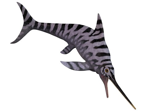 Framed Eurhinosaurus, an extinct genus of ichthyosaur Print