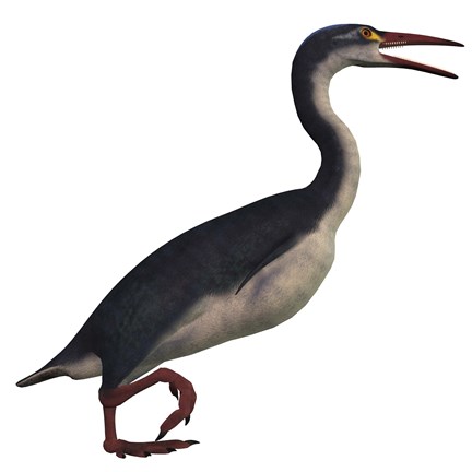 Framed Hesperornis, a genus of flightless birds from the Cretaceous Period Print