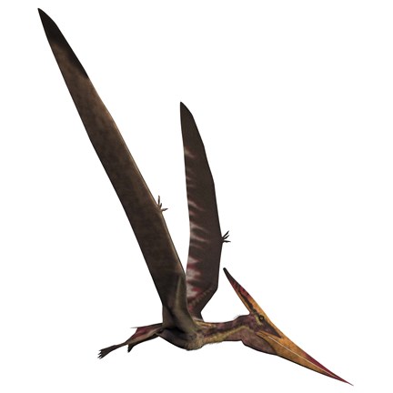 Framed Pteranodon, a reptilian bird from the Late Cretaceous Period Print