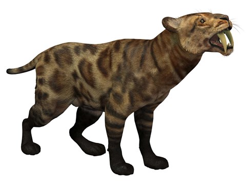 Framed Illustration of a Smilodon Cat from the Cenozoic Era Print