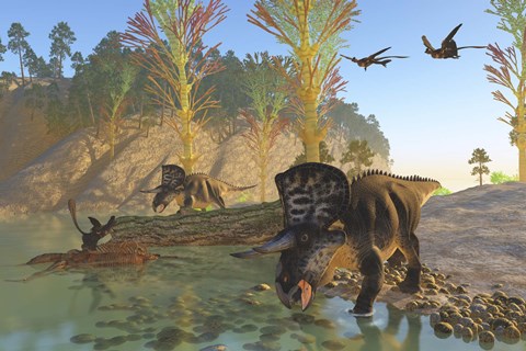 Framed Zuniceratops dinosaurs drinking water from a river Print