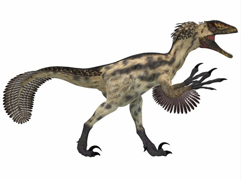 Framed Deinonychus, a carnivorous dinosaur from the early Cretaceous Period Print