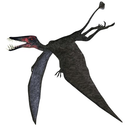 Framed Dorygnathus, a genus of pterosaur from the Jurassic Period Print