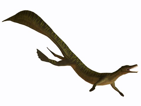 Framed Mesosaurus, an aquatic reptile from the Early Permian period Print