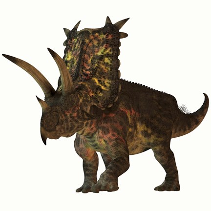 Framed Pentaceratops, a herbivorous dinosaur from the Cretaceous Period Print