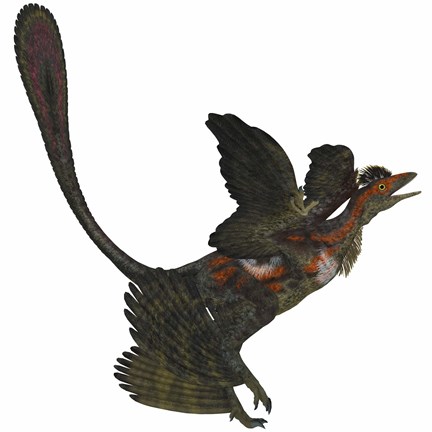 Framed Microraptor, an extinct small flying dinosaur from the Cretaceous Period Print