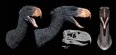 Framed Head reconstruction of Andalgalornis steulleti Print