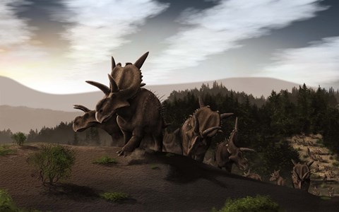 Framed Herd of Xenoceratops foremostensis from the Cretaceous Period Print