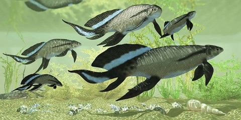 Framed Scaumenacia lobe-finned fish from the Devonian period Print