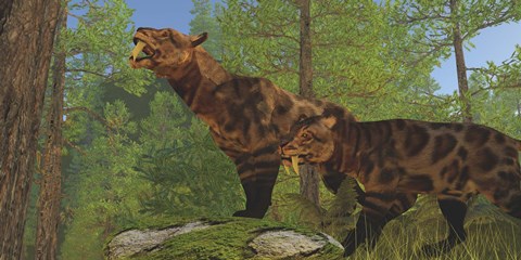Framed Two Saber-Toothed Cats search for prey in a pine forest Print