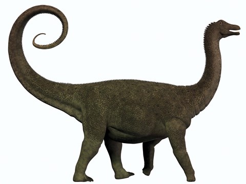 Framed Saltasaurus was a sauropod dinosaur of the Cretaceous Period of Argentina Print